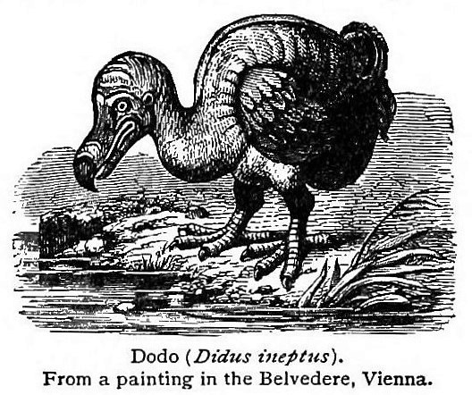 dodo - The Century Dictionary (New York, 1904)